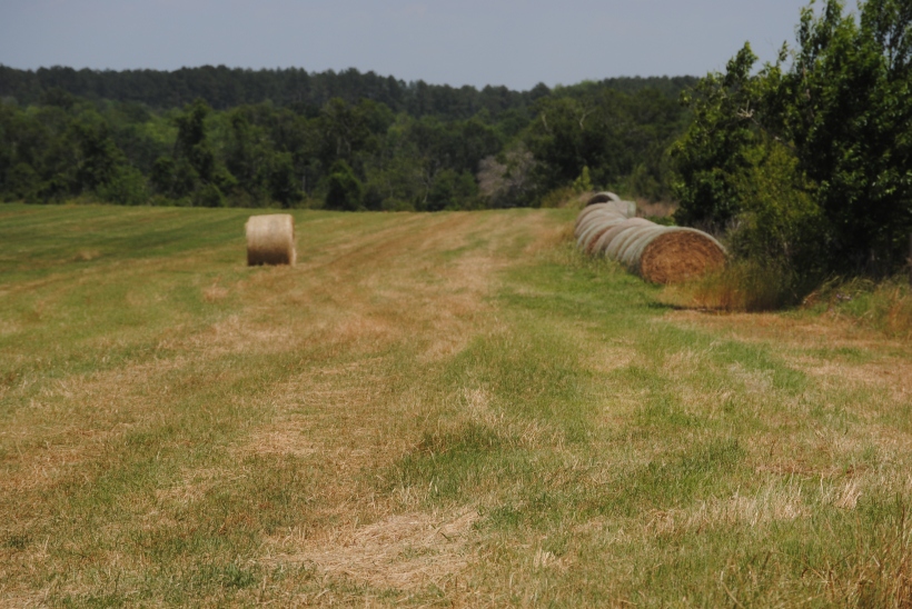 Rolled hay and a background of green trees.