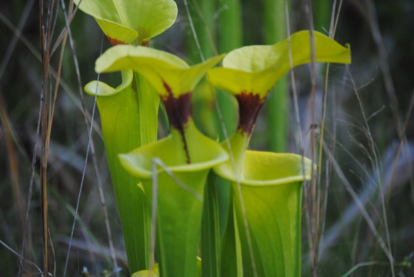 The yellow pitcher plant of South Georgia is protected. Photo by Brenda Sutton Rose.